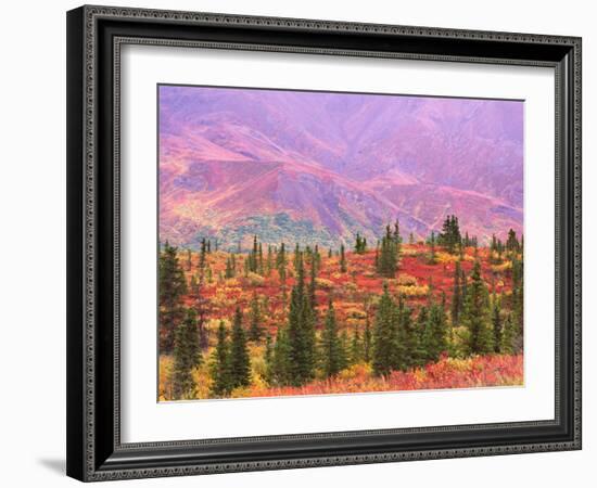 Fall Color in Denali National Park, Mt. Denali, Alaska, USA-Charles Sleicher-Framed Photographic Print