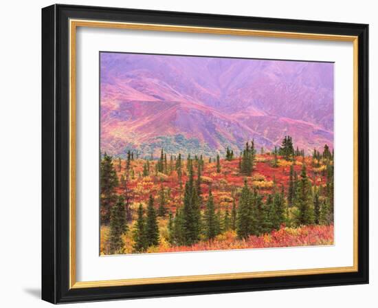 Fall Color in Denali National Park, Mt. Denali, Alaska, USA-Charles Sleicher-Framed Photographic Print