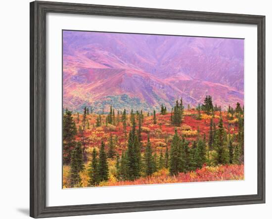 Fall Color in Denali National Park, Mt. Denali, Alaska, USA-Charles Sleicher-Framed Photographic Print