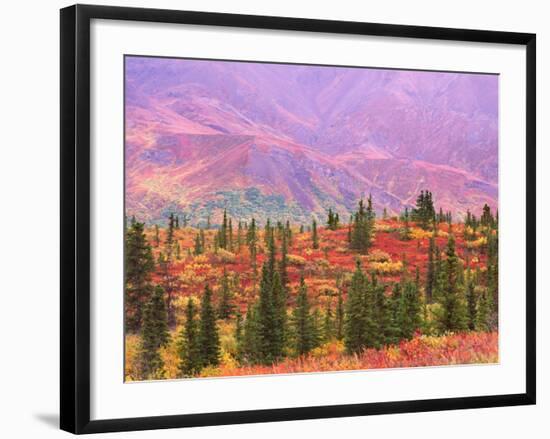 Fall Color in Denali National Park, Mt. Denali, Alaska, USA-Charles Sleicher-Framed Photographic Print