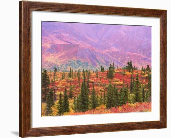 Fall Color in Denali National Park, Mt. Denali, Alaska, USA-Charles Sleicher-Framed Photographic Print