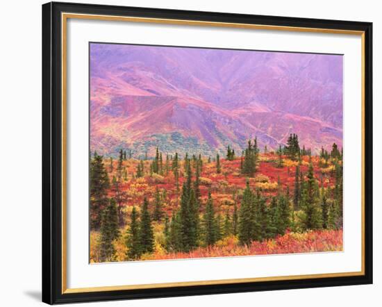 Fall Color in Denali National Park, Mt. Denali, Alaska, USA-Charles Sleicher-Framed Photographic Print