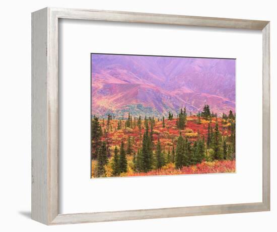 Fall Color in Denali National Park, Mt. Denali, Alaska, USA-Charles Sleicher-Framed Photographic Print