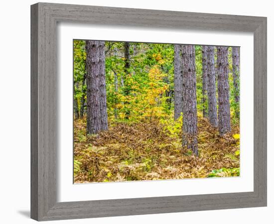 Fall color in the hardwood forest of the Upper Peninsula-Terry Eggers-Framed Photographic Print