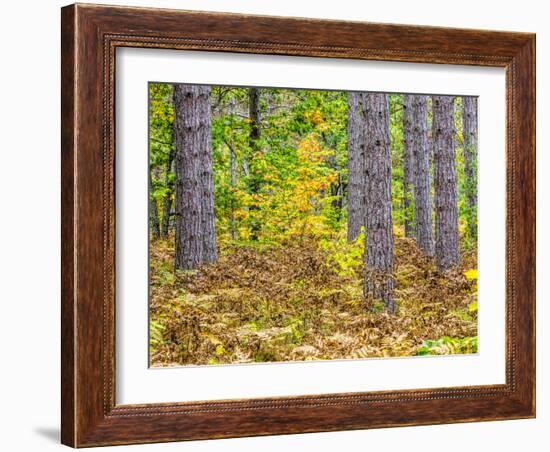 Fall color in the hardwood forest of the Upper Peninsula-Terry Eggers-Framed Photographic Print