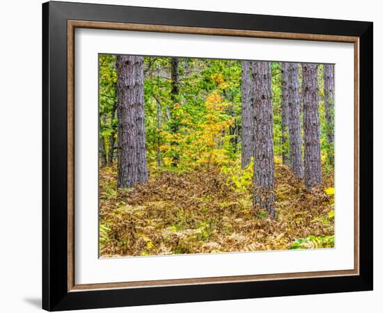 Fall color in the hardwood forest of the Upper Peninsula-Terry Eggers-Framed Photographic Print