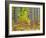 Fall color in the hardwood forest of the Upper Peninsula-Terry Eggers-Framed Photographic Print