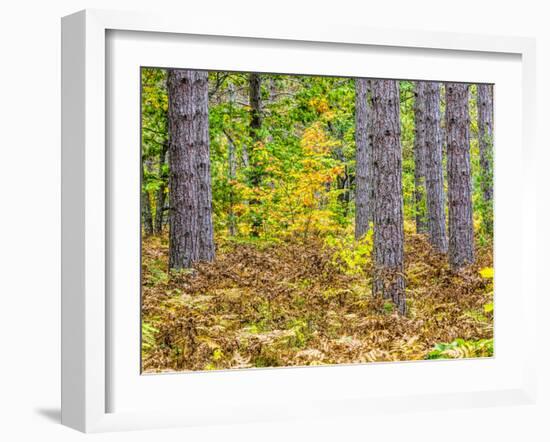 Fall color in the hardwood forest of the Upper Peninsula-Terry Eggers-Framed Photographic Print