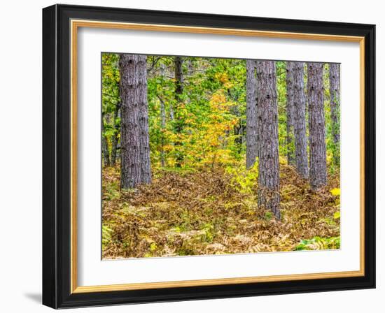 Fall color in the hardwood forest of the Upper Peninsula-Terry Eggers-Framed Photographic Print