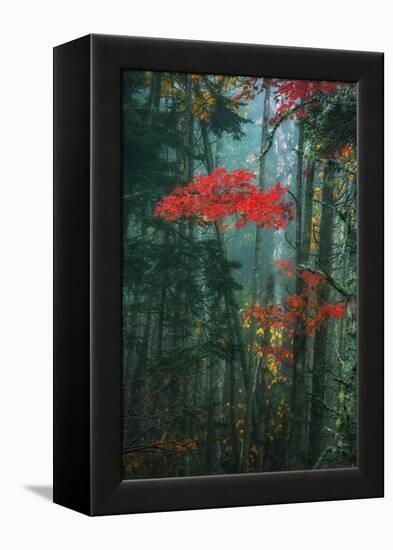 Fall Color In The Mist, Maine, Acadia National Park-Vincent James-Framed Premier Image Canvas