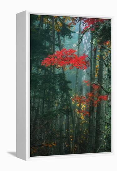 Fall Color In The Mist, Maine, Acadia National Park-Vincent James-Framed Premier Image Canvas