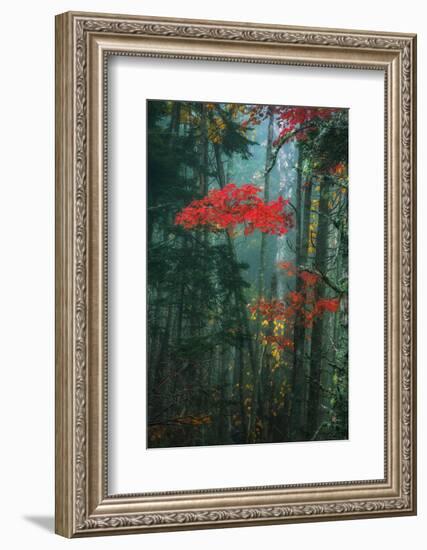 Fall Color In The Mist, Maine, Acadia National Park-Vincent James-Framed Photographic Print