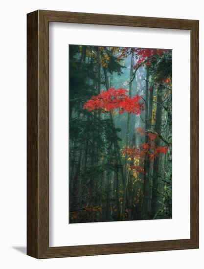 Fall Color In The Mist, Maine, Acadia National Park-Vincent James-Framed Photographic Print