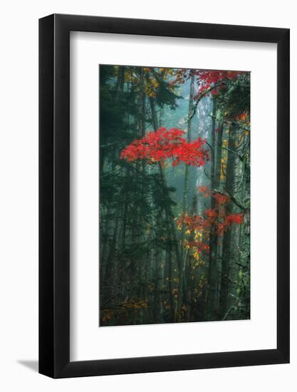 Fall Color In The Mist, Maine, Acadia National Park-Vincent James-Framed Photographic Print