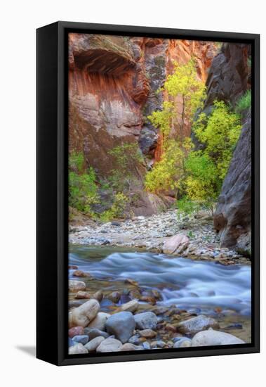 Fall Color in The Virgin Narrows, Southern Utah-Vincent James-Framed Premier Image Canvas