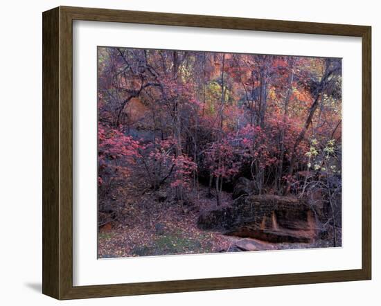 Fall Color in Zion National Park, Utah, USA-Diane Johnson-Framed Photographic Print