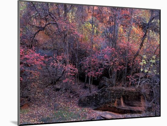 Fall Color in Zion National Park, Utah, USA-Diane Johnson-Mounted Photographic Print