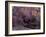 Fall Color in Zion National Park, Utah, USA-Diane Johnson-Framed Photographic Print