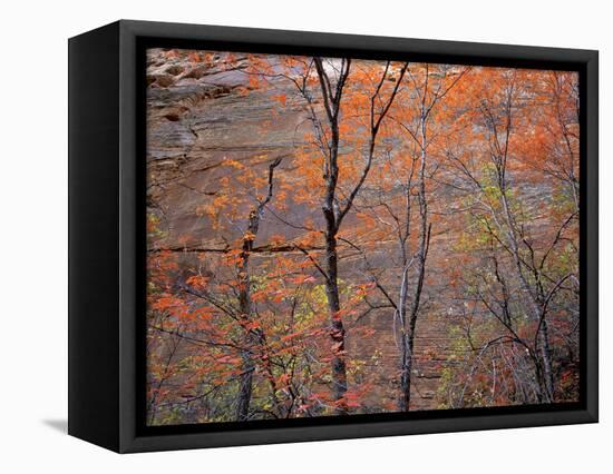 Fall Color in Zion National Park, Utah, USA-Diane Johnson-Framed Premier Image Canvas