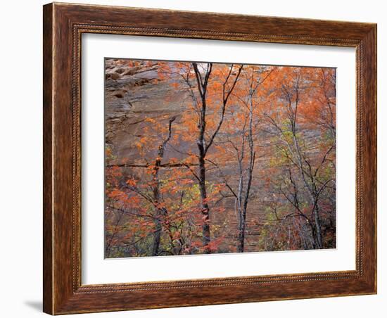 Fall Color in Zion National Park, Utah, USA-Diane Johnson-Framed Photographic Print