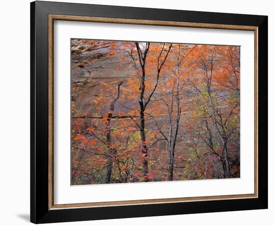 Fall Color in Zion National Park, Utah, USA-Diane Johnson-Framed Photographic Print