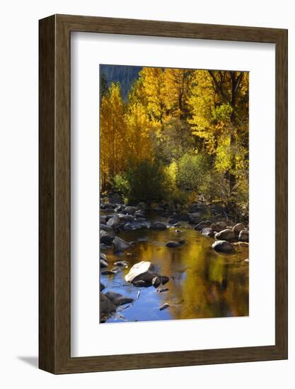 Fall Color Is Reflected Off a Stream Flowing Through an Aspen Grove in the Sierras-John Alves-Framed Photographic Print