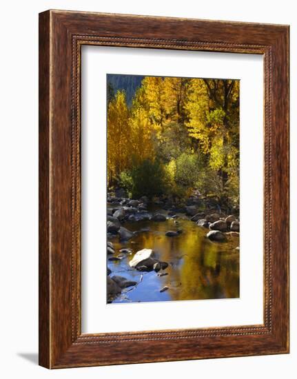 Fall Color Is Reflected Off a Stream Flowing Through an Aspen Grove in the Sierras-John Alves-Framed Photographic Print