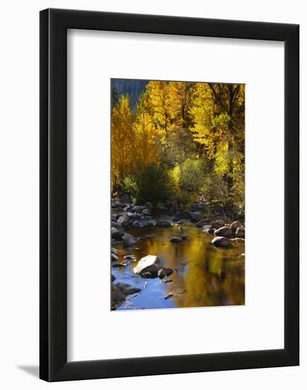 Fall Color Is Reflected Off a Stream Flowing Through an Aspen Grove in the Sierras-John Alves-Framed Photographic Print