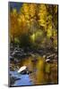 Fall Color Is Reflected Off a Stream Flowing Through an Aspen Grove in the Sierras-John Alves-Mounted Photographic Print