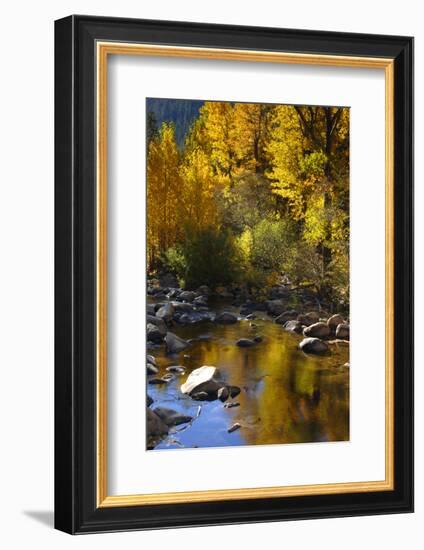 Fall Color Is Reflected Off a Stream Flowing Through an Aspen Grove in the Sierras-John Alves-Framed Photographic Print