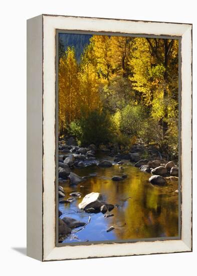 Fall Color Is Reflected Off a Stream Flowing Through an Aspen Grove in the Sierras-John Alves-Framed Premier Image Canvas