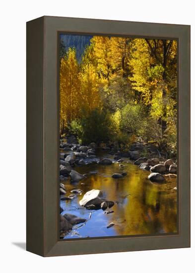 Fall Color Is Reflected Off a Stream Flowing Through an Aspen Grove in the Sierras-John Alves-Framed Premier Image Canvas