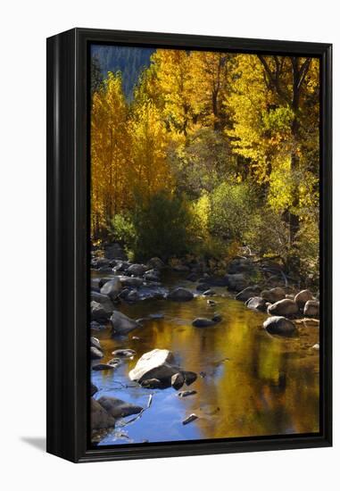 Fall Color Is Reflected Off a Stream Flowing Through an Aspen Grove in the Sierras-John Alves-Framed Premier Image Canvas