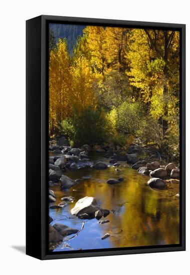 Fall Color Is Reflected Off a Stream Flowing Through an Aspen Grove in the Sierras-John Alves-Framed Premier Image Canvas