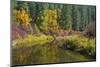 Fall color, Leavenworth National Fish Hatchery, Wenatchee National Forest, WA.-Michel Hersen-Mounted Photographic Print