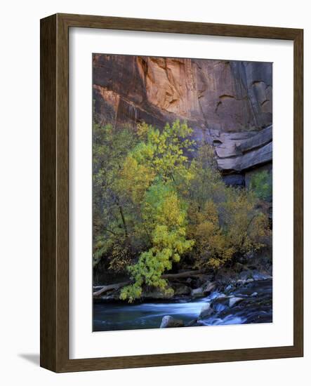 Fall Color on Virgin River, Zion National Park, Utah, USA-Diane Johnson-Framed Photographic Print