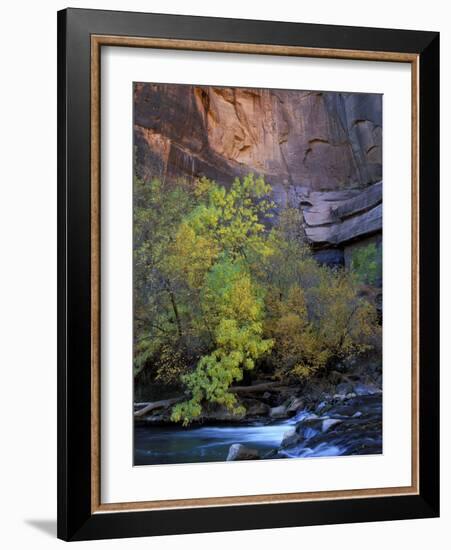 Fall Color on Virgin River, Zion National Park, Utah, USA-Diane Johnson-Framed Photographic Print