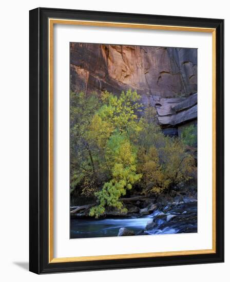 Fall Color on Virgin River, Zion National Park, Utah, USA-Diane Johnson-Framed Photographic Print