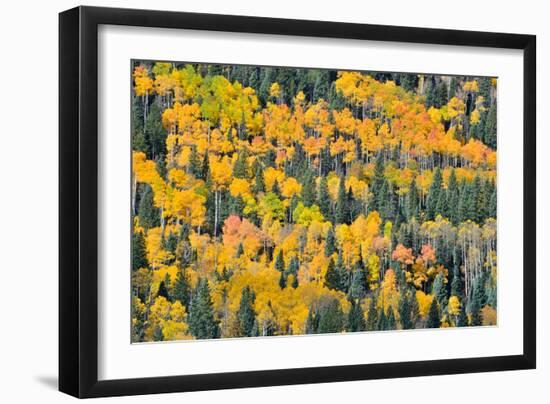 Fall Color Views Along Forest Road 858 to Owl Creek Pass, Colorado, Big Cimarron-Ray Mathis-Framed Photographic Print