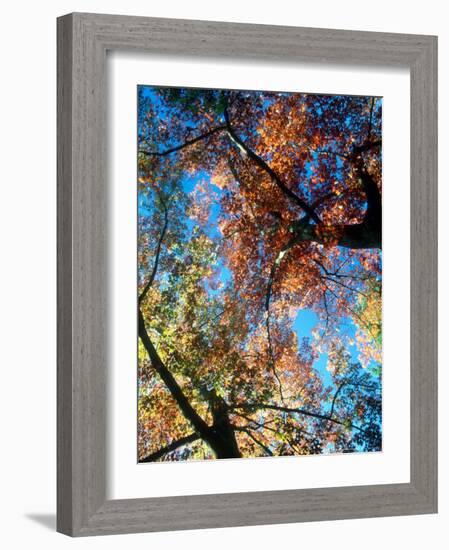 Fall Color, Washington, USA-William Sutton-Framed Photographic Print