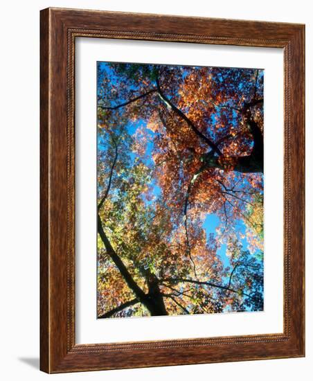 Fall Color, Washington, USA-William Sutton-Framed Photographic Print