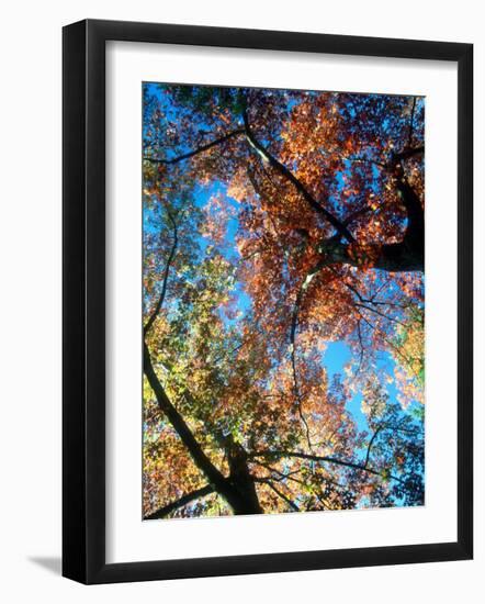 Fall Color, Washington, USA-William Sutton-Framed Photographic Print