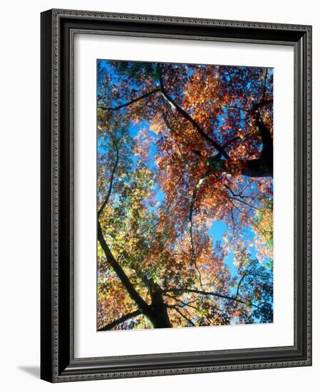 Fall Color, Washington, USA-William Sutton-Framed Photographic Print