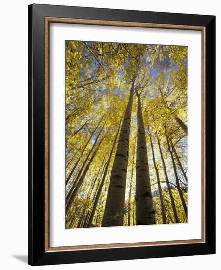 Fall-Colored Aspen Trees, Stevens Pass, Washington, USA-Stuart Westmoreland-Framed Photographic Print