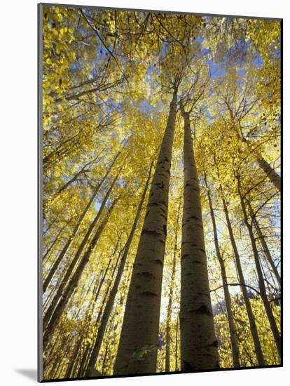 Fall-Colored Aspen Trees, Stevens Pass, Washington, USA-Stuart Westmoreland-Mounted Photographic Print