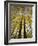 Fall-Colored Aspen Trees, Stevens Pass, Washington, USA-Stuart Westmoreland-Framed Photographic Print