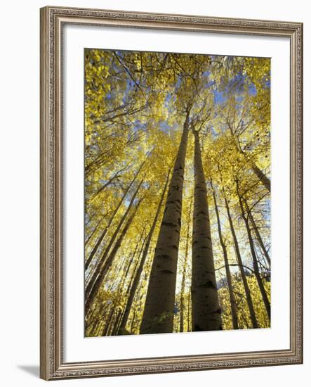 Fall-Colored Aspen Trees, Stevens Pass, Washington, USA-Stuart Westmoreland-Framed Photographic Print