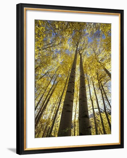 Fall-Colored Aspen Trees, Stevens Pass, Washington, USA-Stuart Westmoreland-Framed Photographic Print