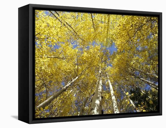 Fall-Colored Aspen Trees, Stevens Pass, Washington, USA-Stuart Westmoreland-Framed Premier Image Canvas