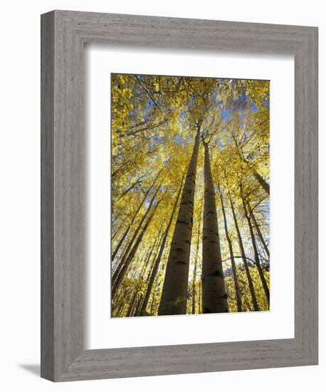 Fall-Colored Aspen Trees, Stevens Pass, Washington, USA-Stuart Westmoreland-Framed Photographic Print